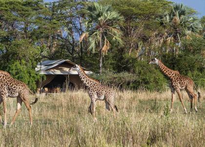 Les plus beaux hôtels de Tanzanie