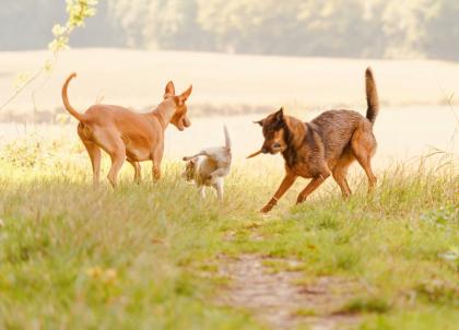 Dog Valley : le premier resort 5 étoiles pour chiens près de Paris