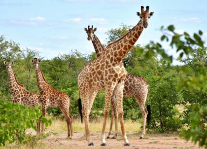 Aman retrouve son ADN pionnier et ouvrira Aman Karingani au Mozambique 